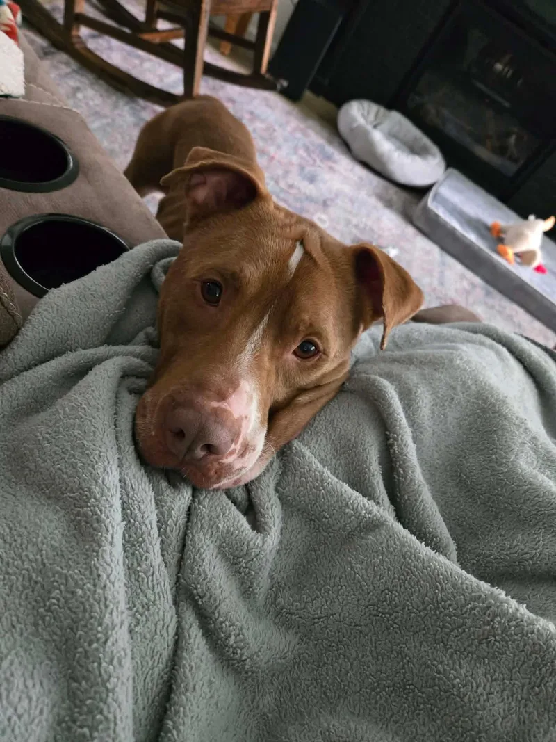 An adult medium-sized male Red / Chestnut / Orange Pit Bull Terrier dog named Cody for adoption in Alameda, CA