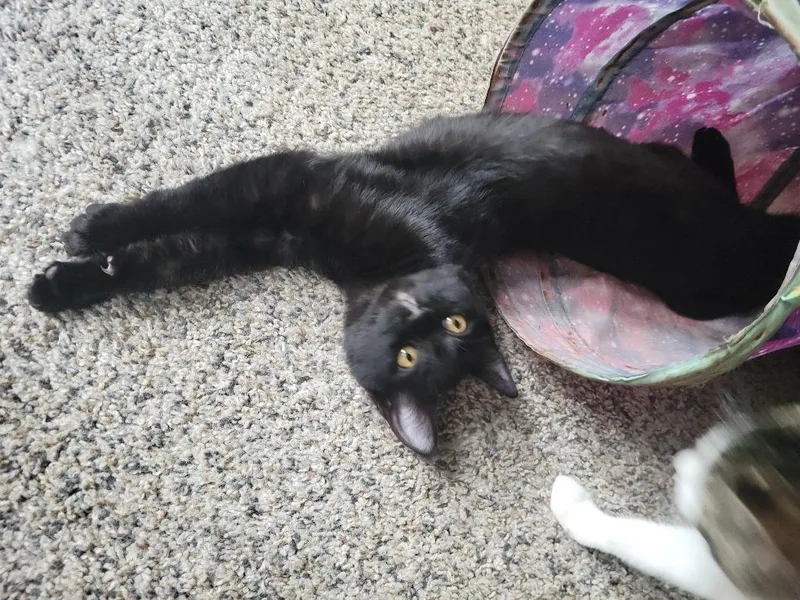 A baby medium-sized female Domestic Short Hair cat named Kiwi for adoption in Cloquet, MN
