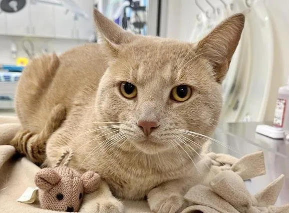 A young medium-sized male Domestic Short Hair cat named Wally for adoption in Saint Louis, MO