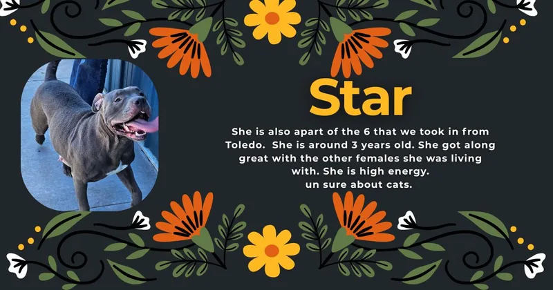 An adult large-sized female Gray / Blue / Silver Pit Bull Terrier dog named Star for adoption in Tama, IA