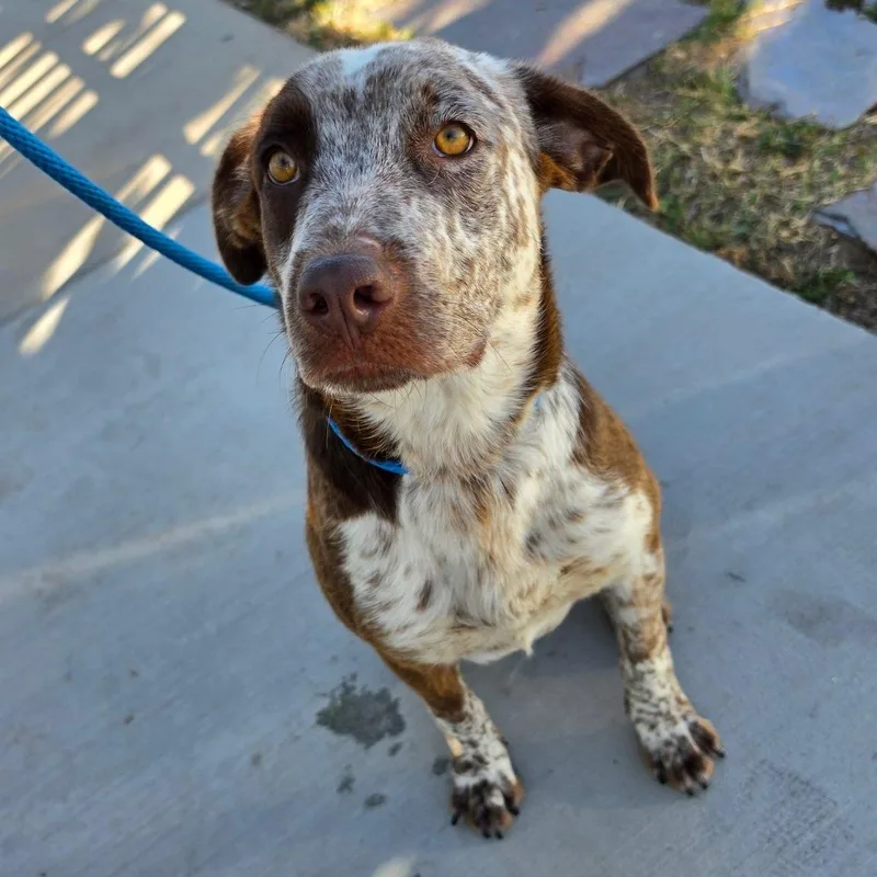 A baby medium-sized male German Shorthaired Pointer dog named Sawyer for adoption in Newport Beach, CA