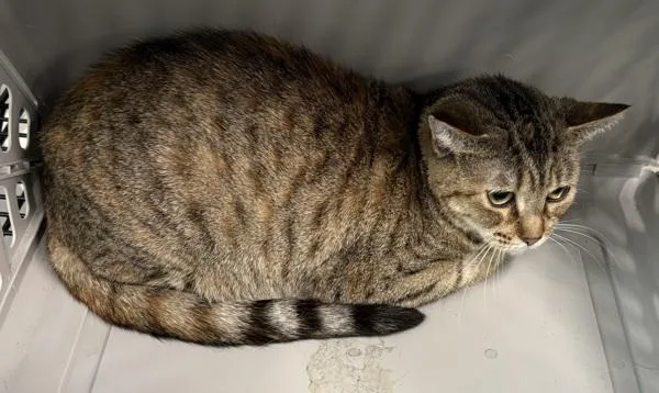 An adult small-sized female Domestic Short Hair cat named Pen C Pepper for adoption in Lawrenceville, GA