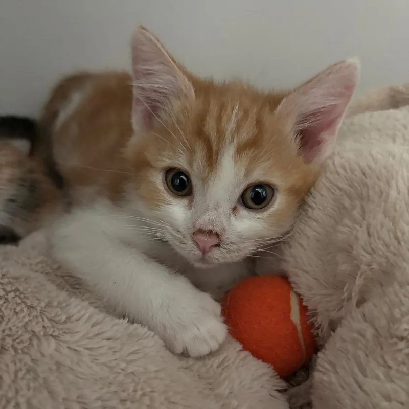 A baby small-sized male Orange / Red Domestic Short Hair cat named Bingo for adoption in Hawthorne, CA