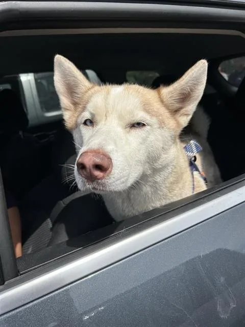 A young large-sized female Husky dog named Val for adoption in San Antonio, TX