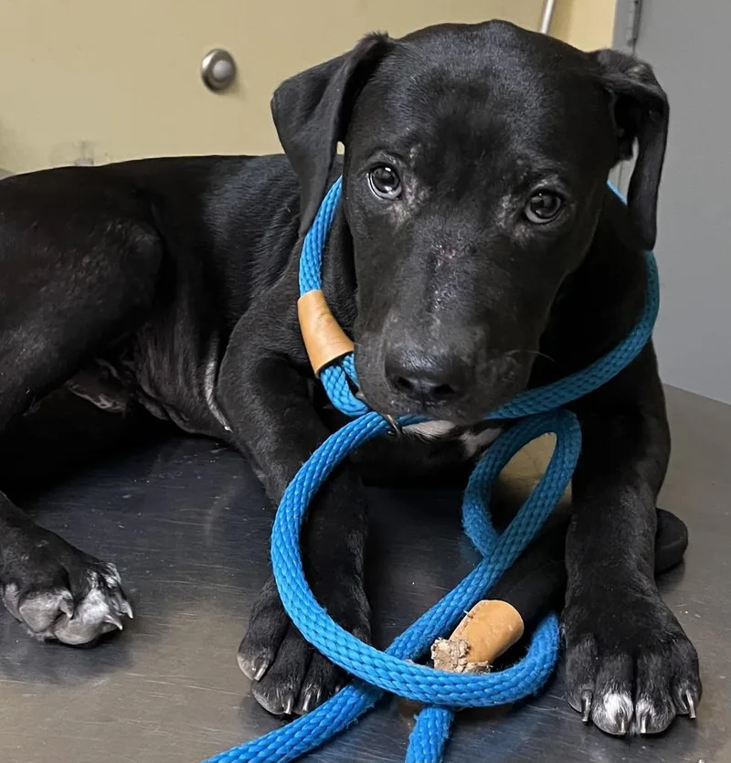 A young medium-sized male Mixed Breed dog named James for adoption in Florence, SC