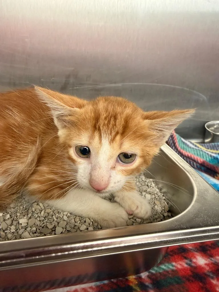 A baby medium-sized male Domestic Short Hair cat named Tsuna for adoption in Hartsville, SC