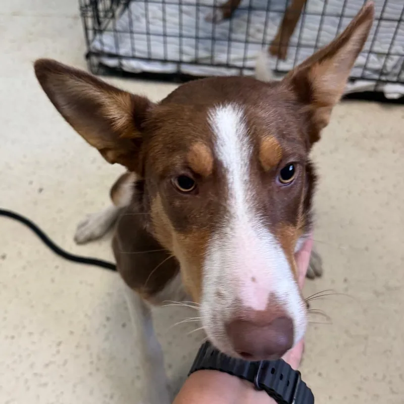A young medium-sized male Red / Chestnut / Orange Smooth Collie dog named Chip for adoption in LOXAHATCHEE, FL