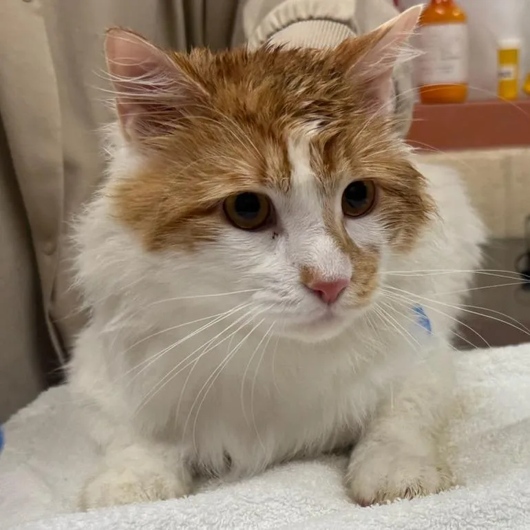 A young large-sized male White Domestic Long Hair cat named King Mufasa for adoption in Springfield, MA