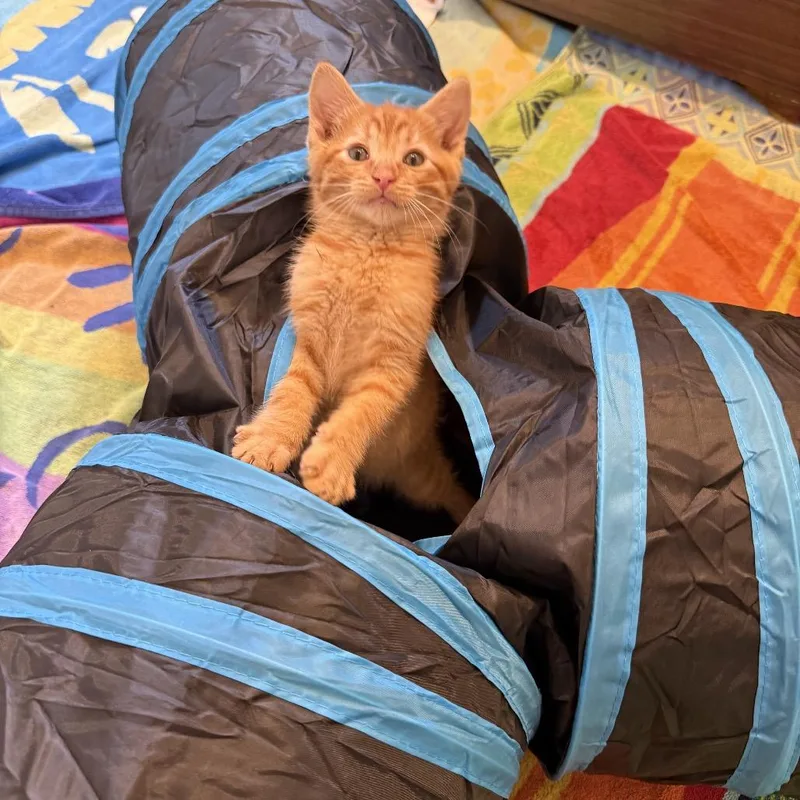 A baby small-sized male Orange / Red Domestic Short Hair cat named Cosmo for adoption in Long Beach, CA