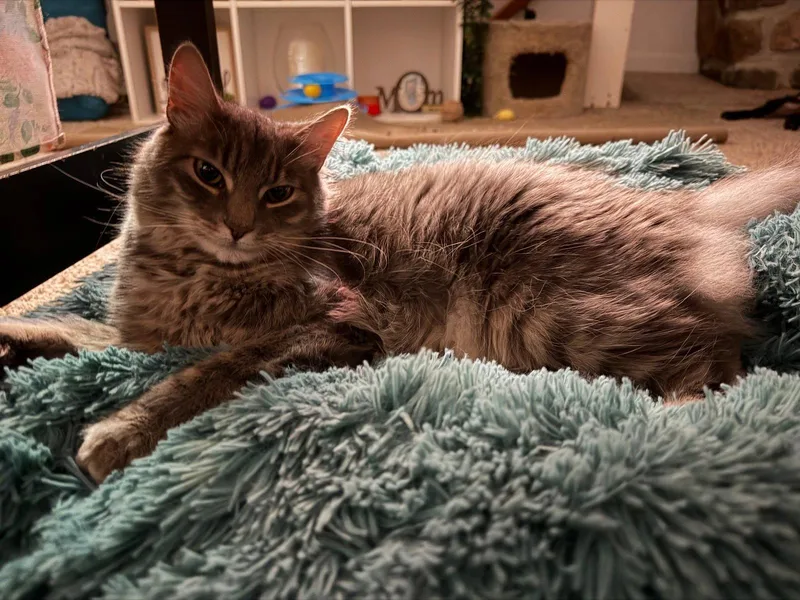 A young medium-sized male Gray / Blue / Silver Domestic Long Hair cat named Magnus for adoption in Trexlertown, PA