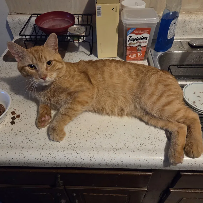 A young medium-sized male Tabby (Orange / Red) Tabby cat named Tyler for adoption in Churchville, PA