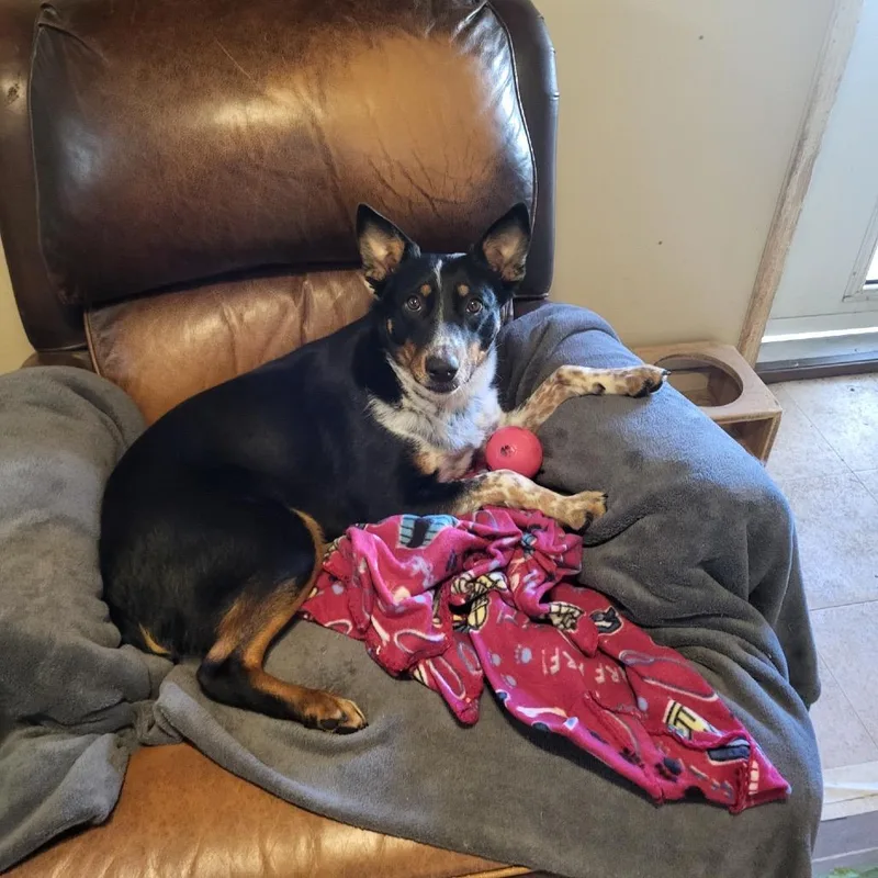 Hotty Toddy thumbnail 2