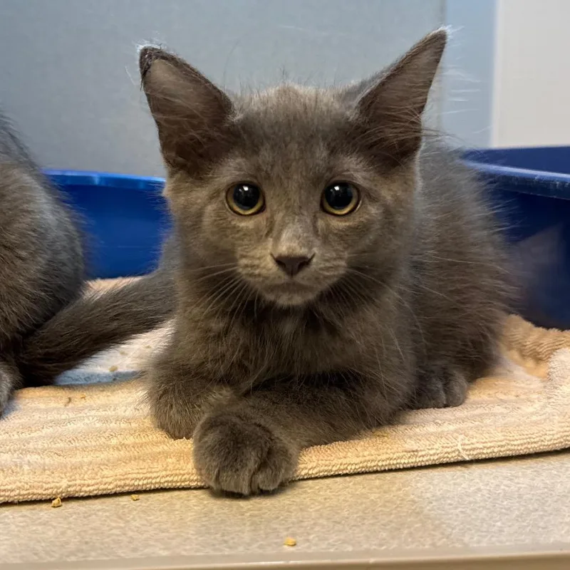 A baby small-sized male Gray / Blue / Silver Domestic Long Hair cat named Teddy for adoption in Pittsburgh, PA