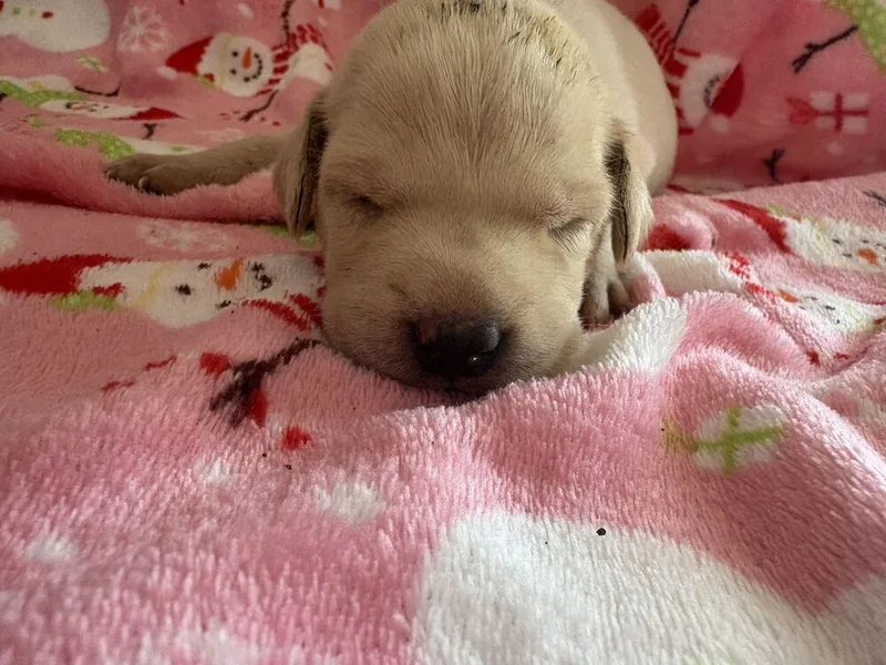 A baby small-sized female American Bulldog dog named Epcot Gavi for adoption in Lakeland, FL