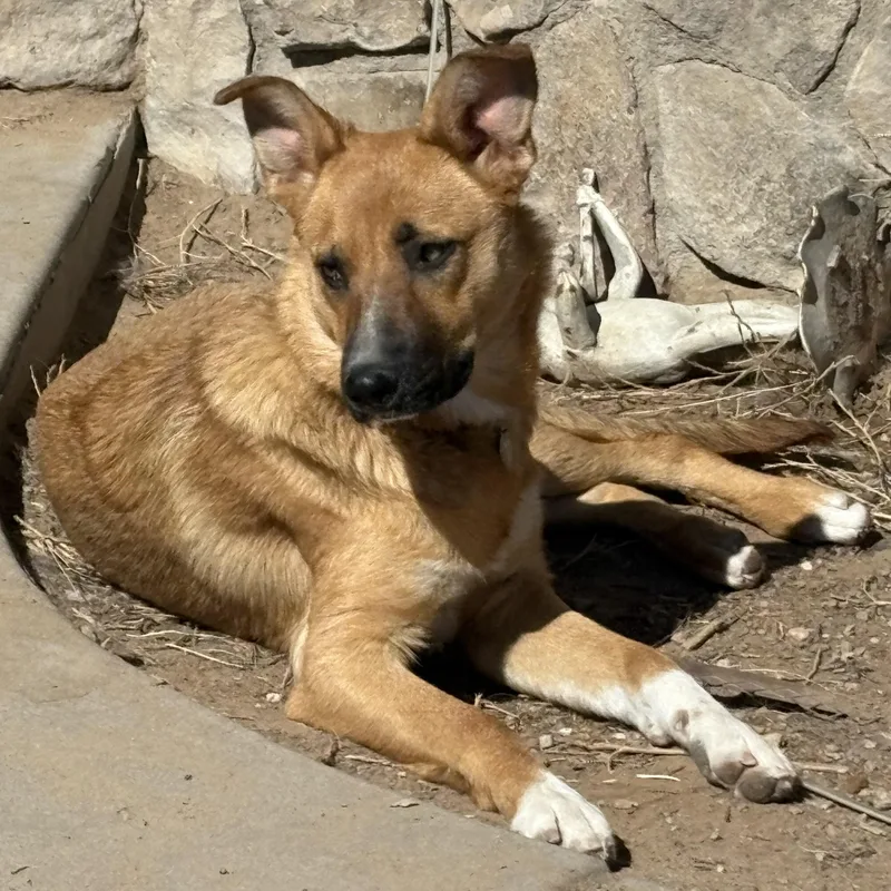 Juno