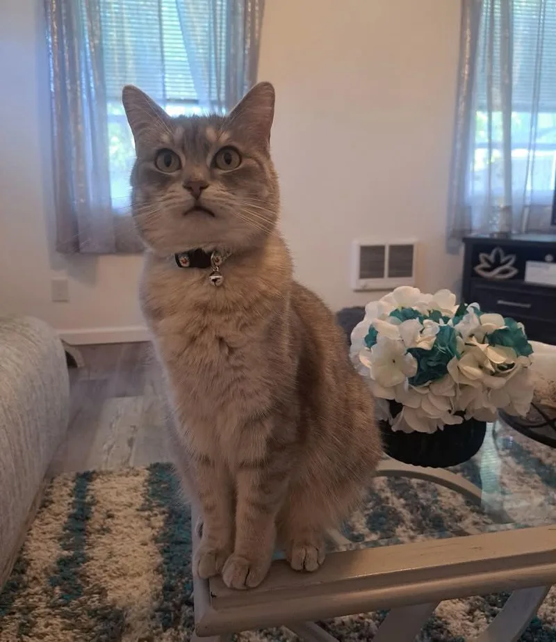 An adult small-sized female Gray & White Domestic Short Hair cat named Winnie for adoption in PIQUA, OH
