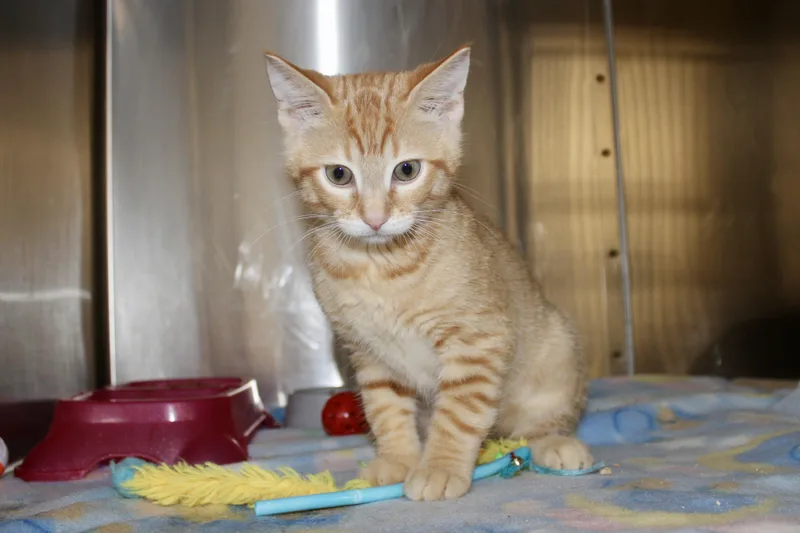 A baby medium-sized male Tabby (Orange / Red) Domestic Short Hair cat named Flick for adoption in Brazil, IN