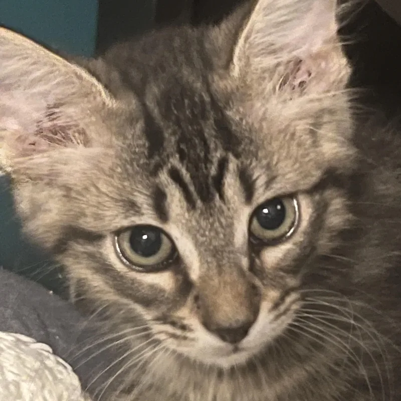 Kingston  Rf Petsmart