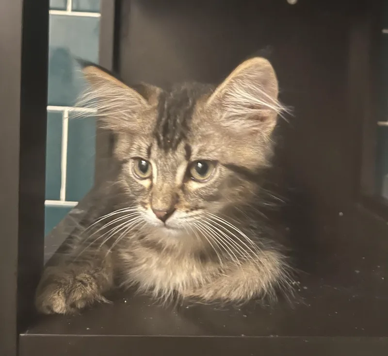 Kingston  Rf Petsmart thumbnail 2