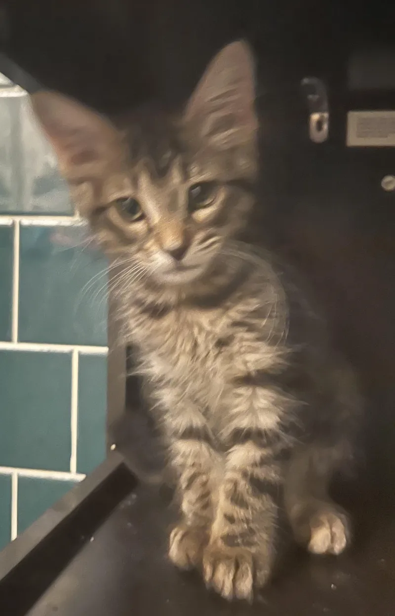 Kingston  Rf Petsmart thumbnail 3