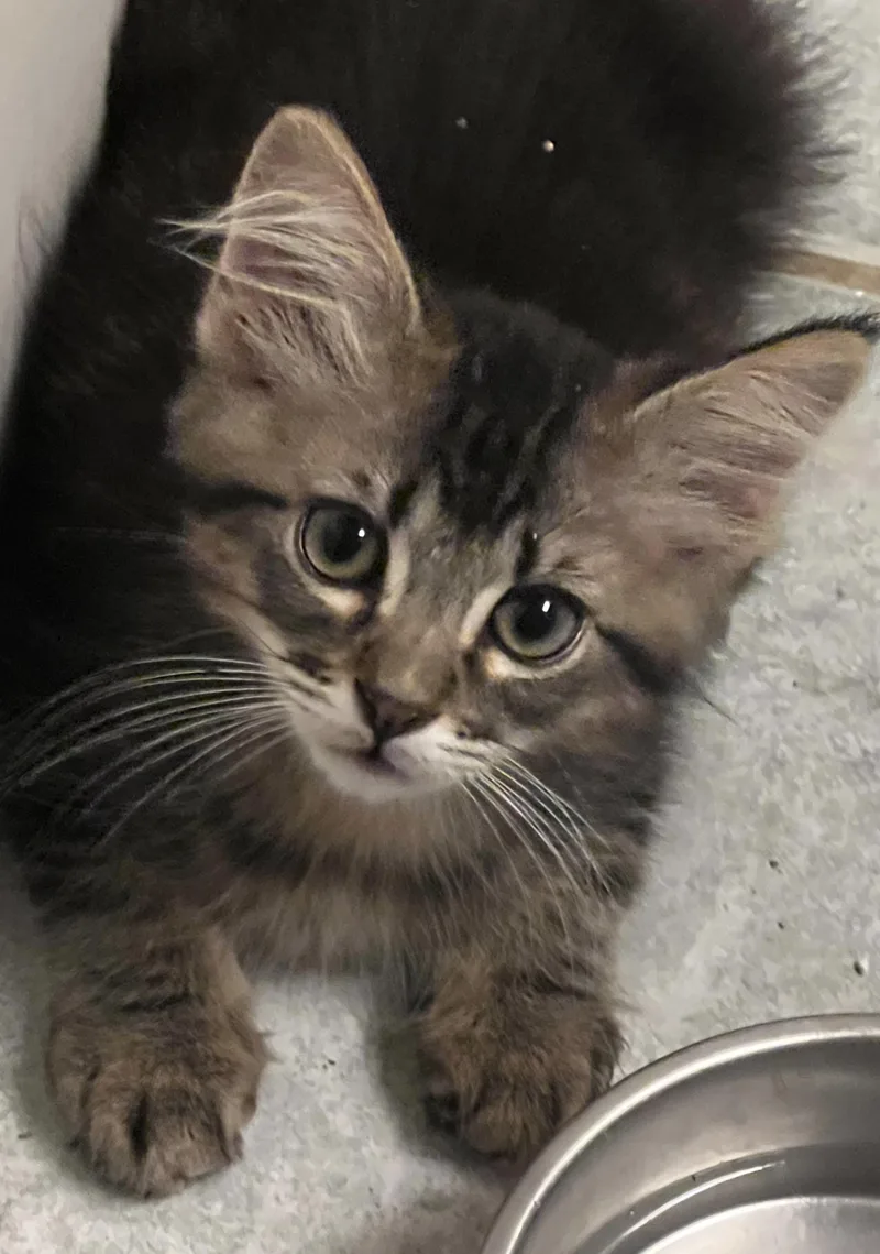 Kingston  Rf Petsmart thumbnail 4