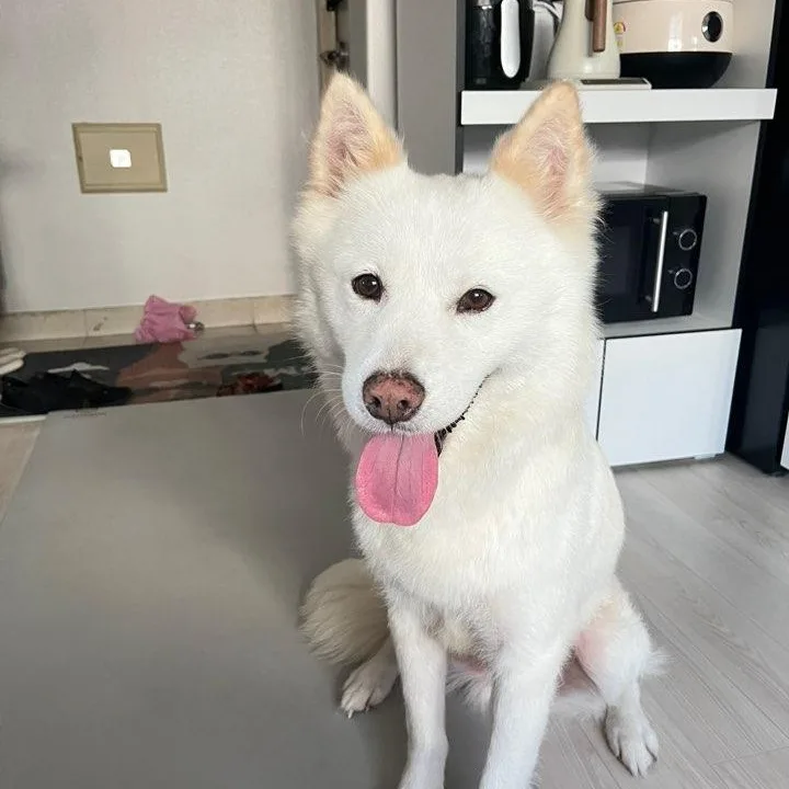 A young medium-sized female Shiba Inu dog named Rumi for adoption in DANVERS, MA