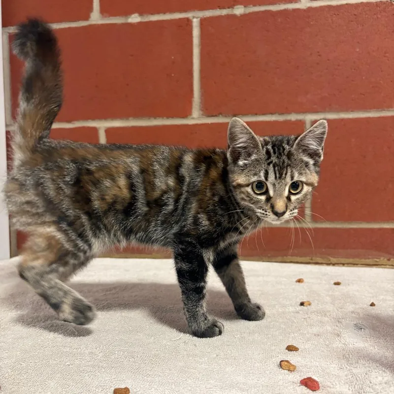 A baby small-sized female Orange / Red Domestic Short Hair cat named Shaina for adoption in Cabot, AR