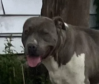 A young medium-sized female Mixed Breed dog named Page for adoption in Dallas, TX