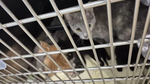 A baby small-sized male Domestic Short Hair cat named Trombone for adoption in Decatur, IL