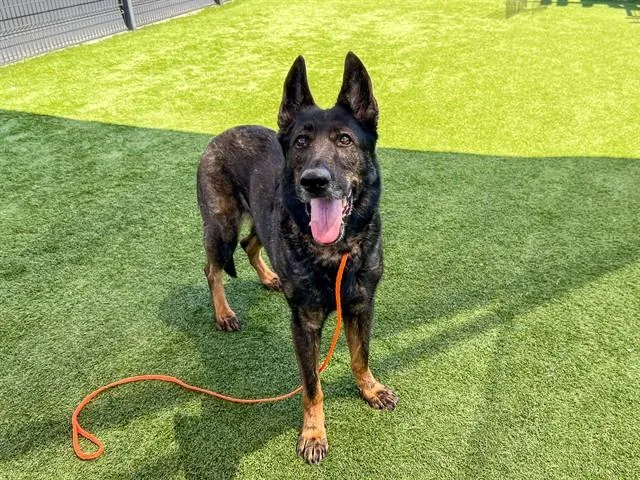 An adult large-sized female Dutch Shepherd dog named Katana for adoption in Tustin, CA