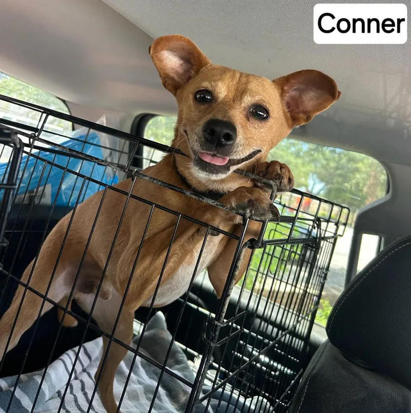 Conner A thumbnail 2