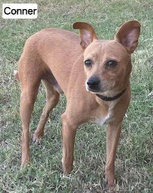 Conner A thumbnail 3