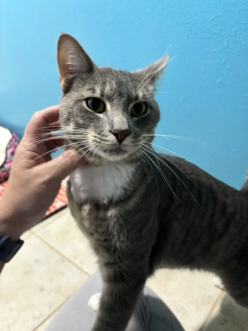 A baby medium-sized male Tabby cat named Willie for adoption in Montgomery, TX