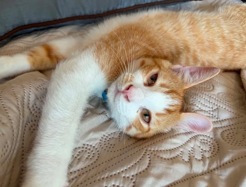 A baby medium-sized male Domestic Short Hair cat named Chestnut for adoption in Muskegon, MI