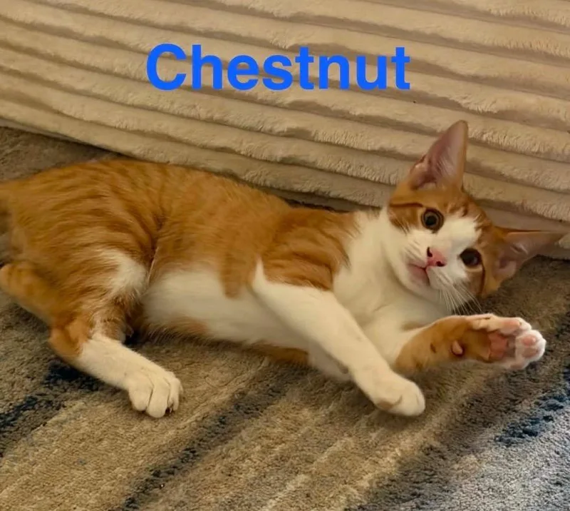 Chestnut thumbnail 2