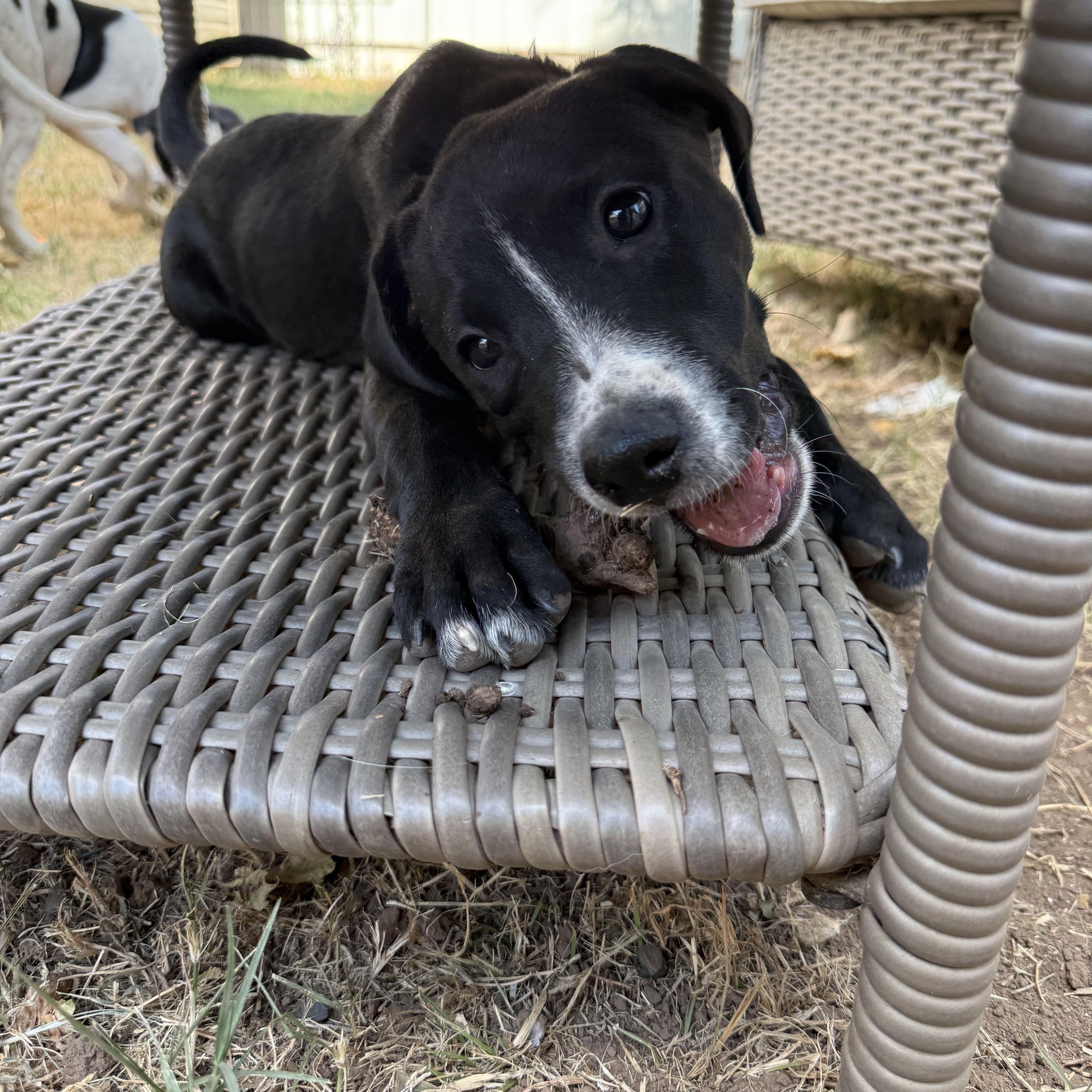 A young large-sized female Black Great Pyrenees dog named Grimmy for adoption in Choctaw, OK