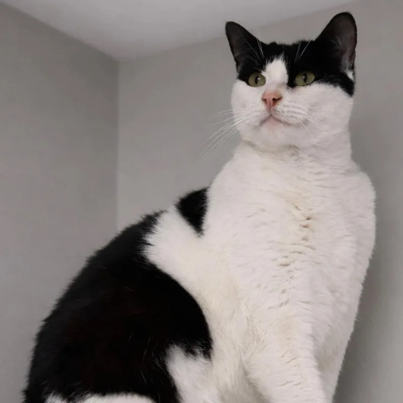 An adult medium-sized male Black & White / Tuxedo Domestic Short Hair cat named Shades for adoption in Syosset, NY