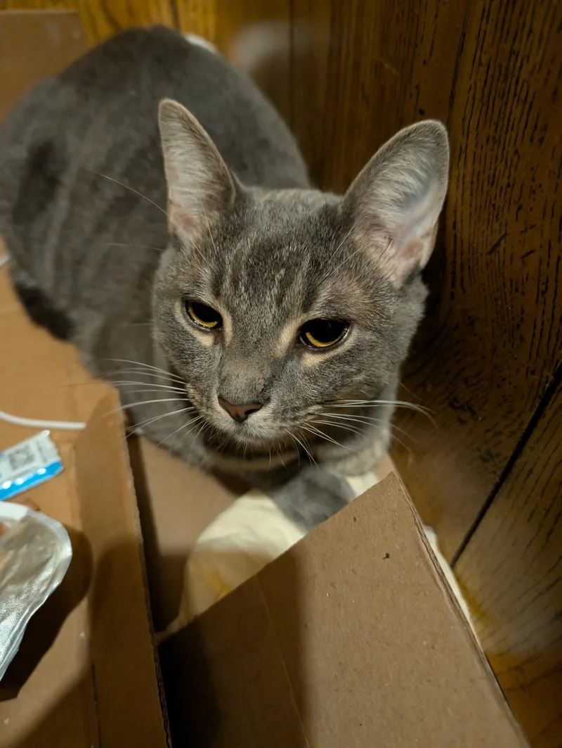 A young medium-sized female Gray & White Tabby cat named Estrella for adoption in Medford, MA