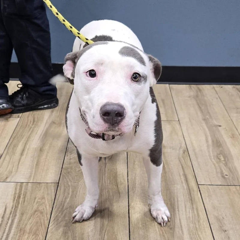 An adult medium-sized female White / Cream Pit Bull Terrier dog named Rasheedah for adoption in Newark, NJ