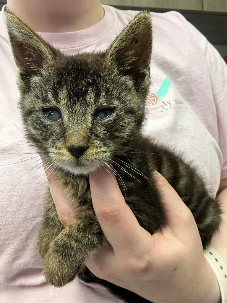 A baby small-sized female Domestic Short Hair cat named Dest for adoption in Van Wert, OH