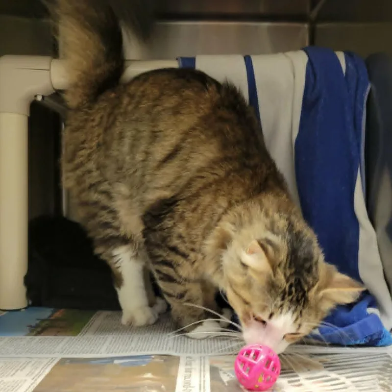 An adult medium-sized female Brown / Chocolate Domestic Long Hair cat named Gizmo for adoption in Columbia, MO