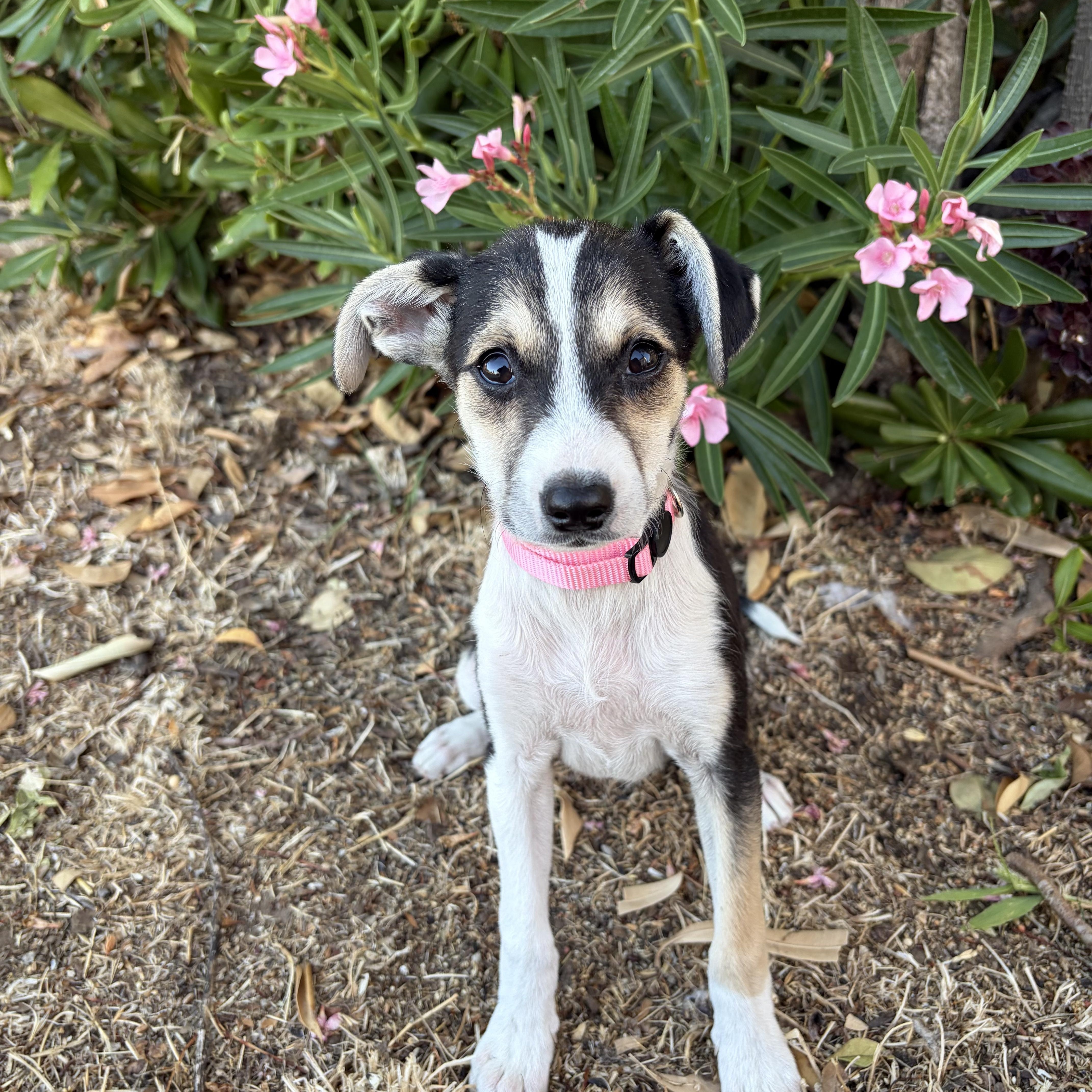 A baby medium-sized female Chihuahua dog named Ruby for adoption in Lodi, CA