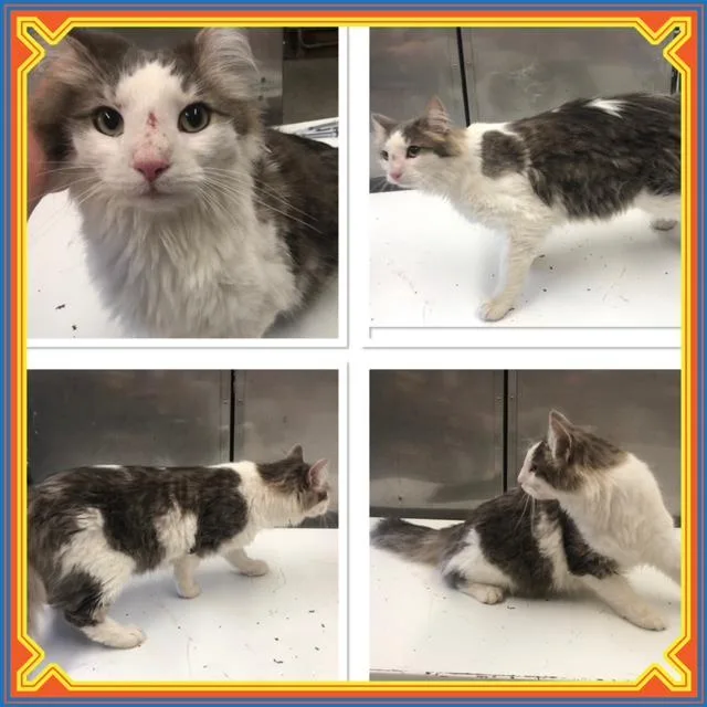 An adult medium-sized male Gray & White Domestic Long Hair cat named Sampson for adoption in Buckhannon, WV