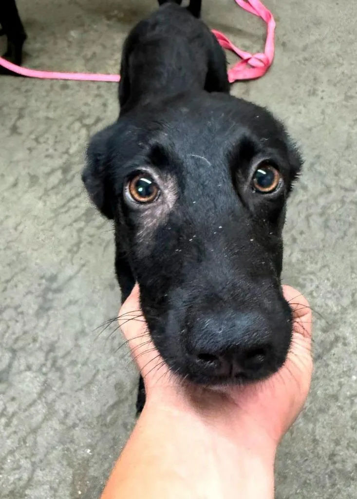 A baby medium-sized female Labrador Retriever dog named Rosa for adoption in Swainsboro, GA