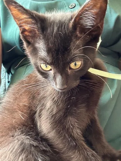 A baby medium-sized male Domestic Short Hair cat named Whizzlebean for adoption in Kent, WA