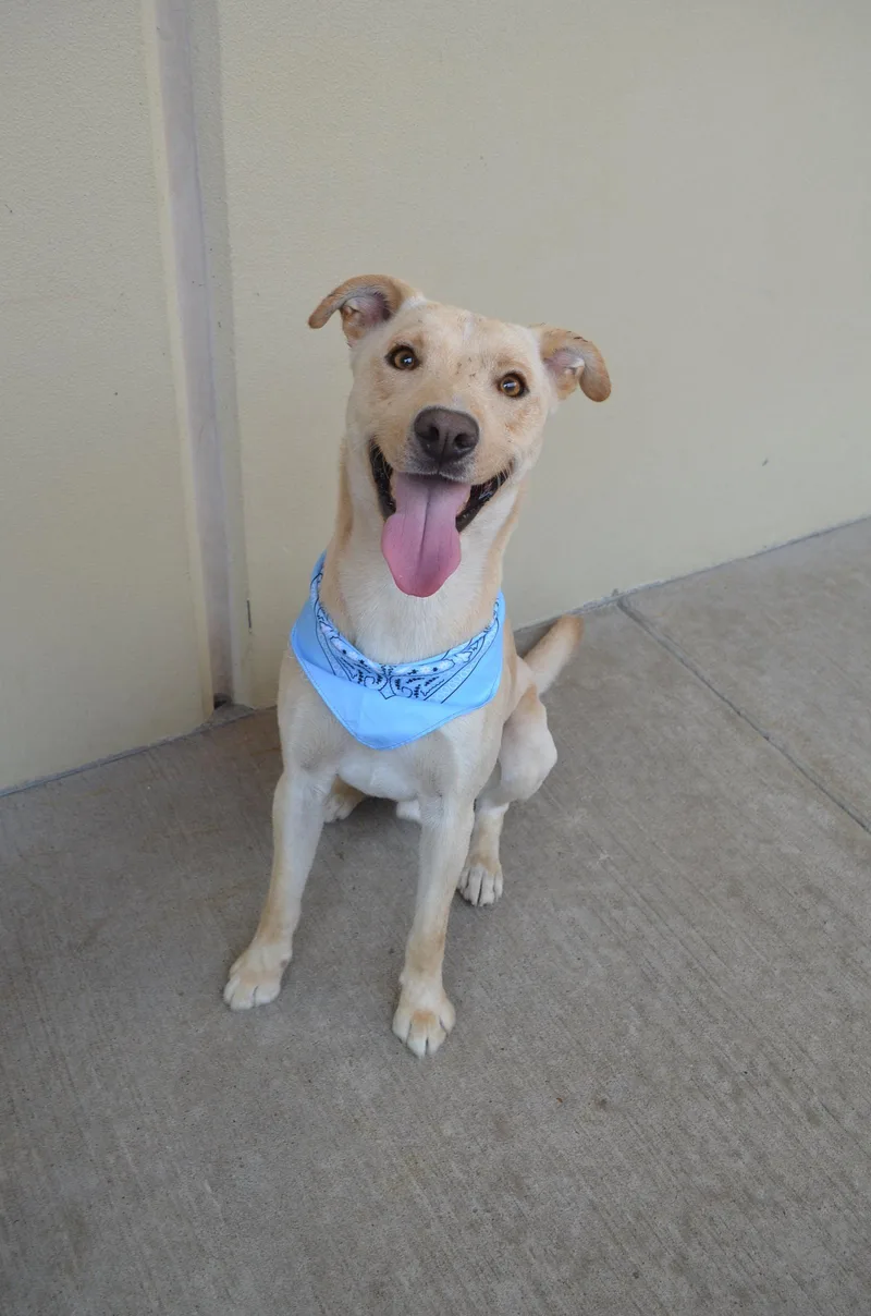 A young medium-sized male Labrador Retriever dog named Orion for adoption in McKinney, TX