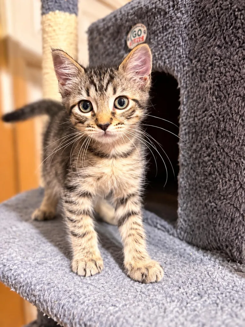 A baby medium-sized male Domestic Short Hair cat named Mickey for adoption in Napa, CA