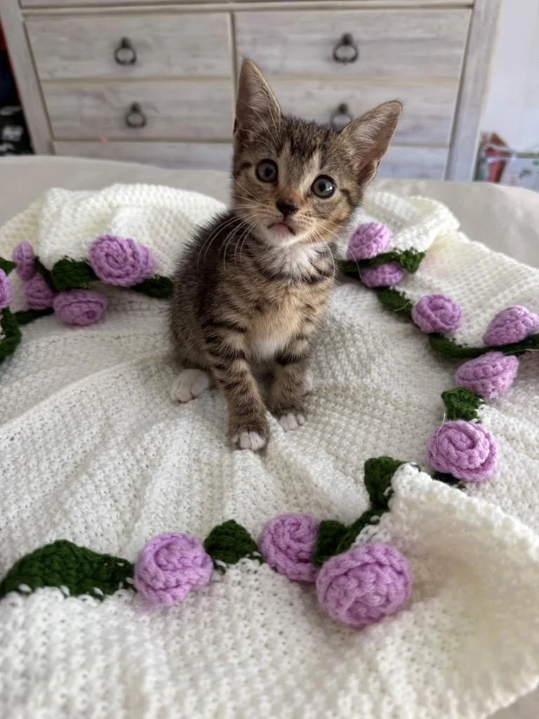 A baby medium-sized female Domestic Short Hair cat named Lexi for adoption in Tampa, FL