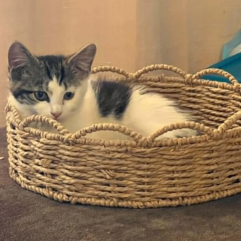 A baby medium-sized male White Domestic Short Hair cat named Oscar for adoption in Memphis, TN