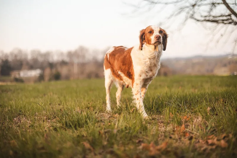 Lottietransport thumbnail 2